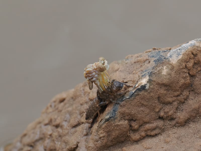 Image from Onychogomphus forcipatus album