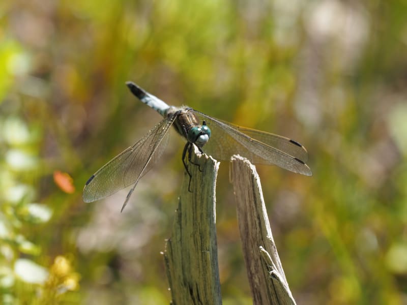 Image from Orthetrum albistylum album