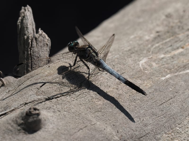 Image from Orthetrum albistylum album