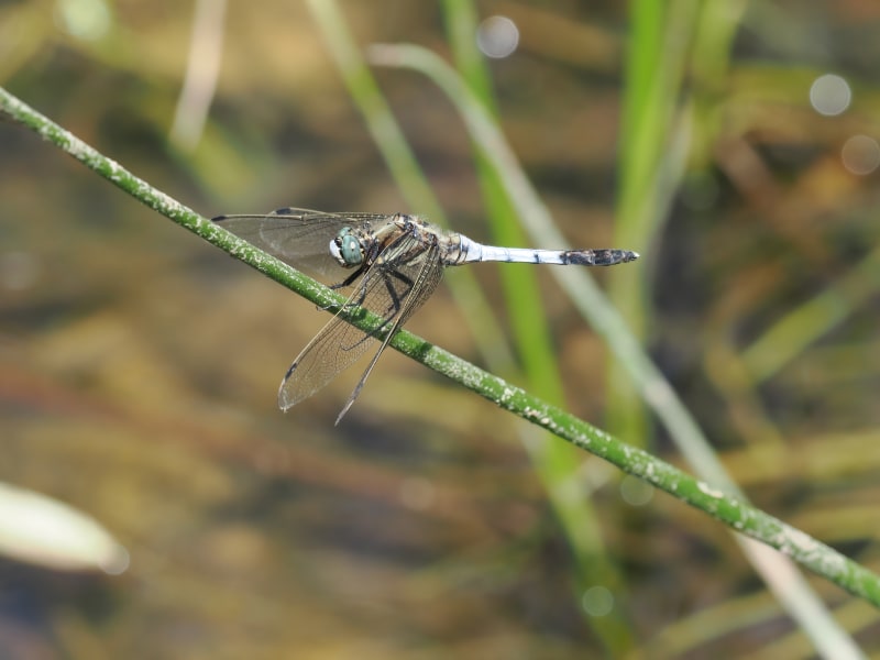 Image from Orthetrum albistylum album