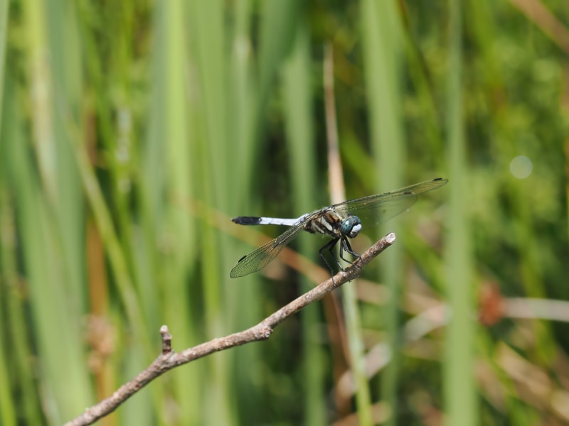 Image from Orthetrum albistylum album