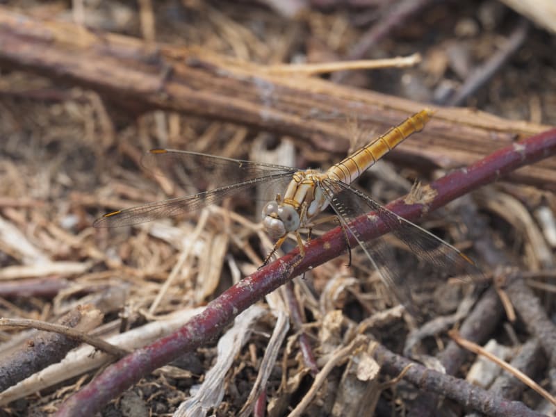 Image from Orthetrum brunneum album