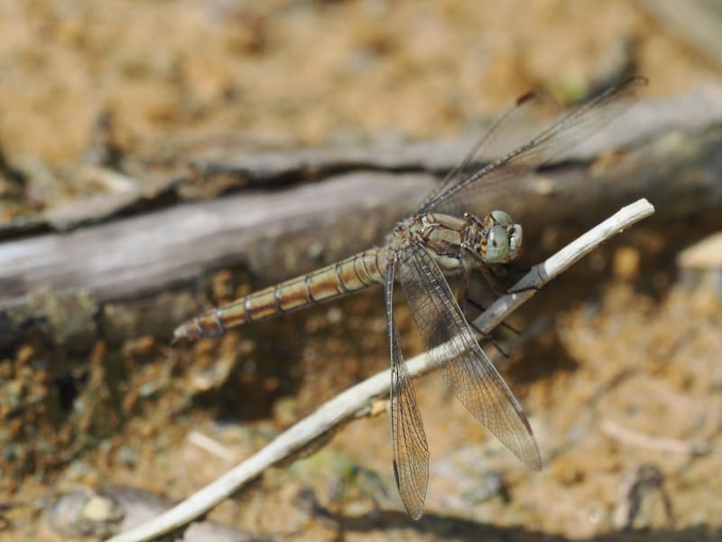 Image from Orthetrum brunneum album