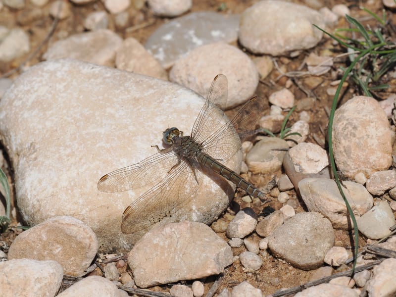 Image from Orthetrum brunneum album