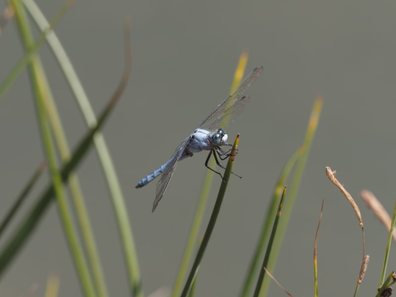 Image from Orthetrum brunneum album