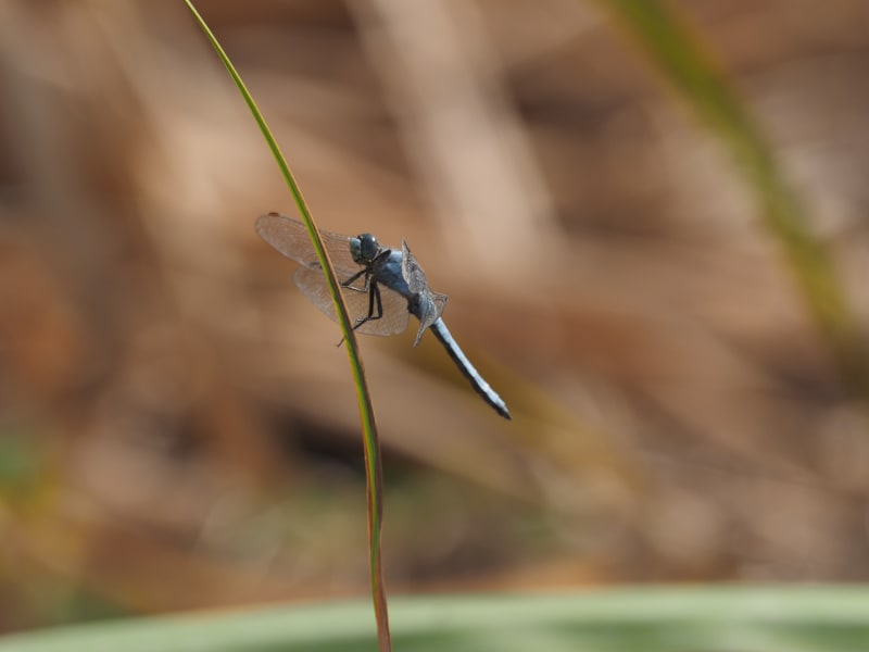 Image from Orthetrum brunneum album