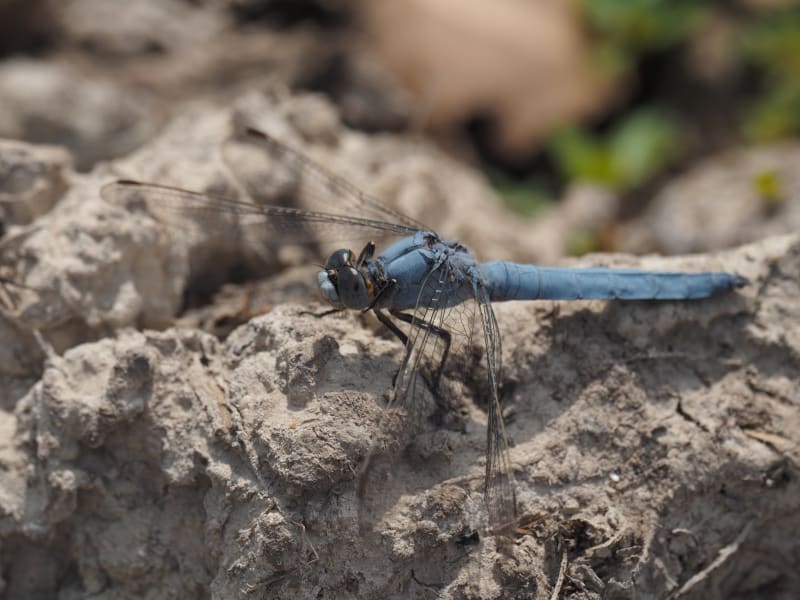 Image from Orthetrum brunneum album