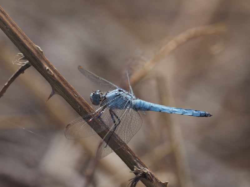 Image from Orthetrum brunneum album