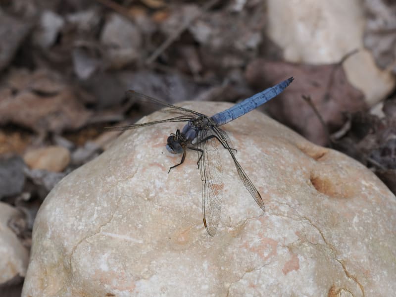 Image from Orthetrum brunneum album