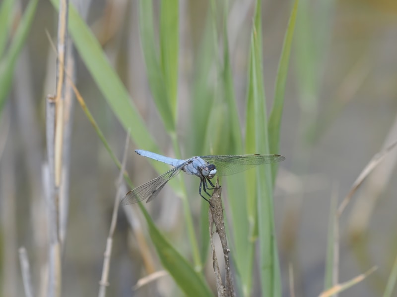 Image from Orthetrum brunneum album