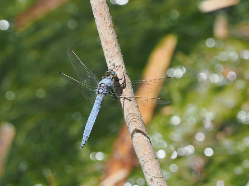 Image from Orthetrum brunneum album