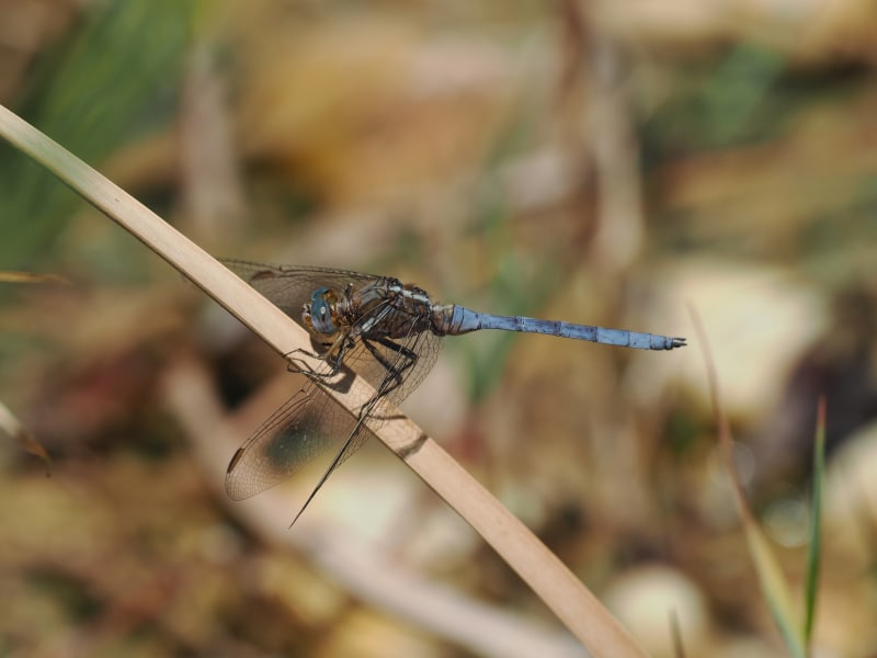 Image from Orthetrum chrysostigma album