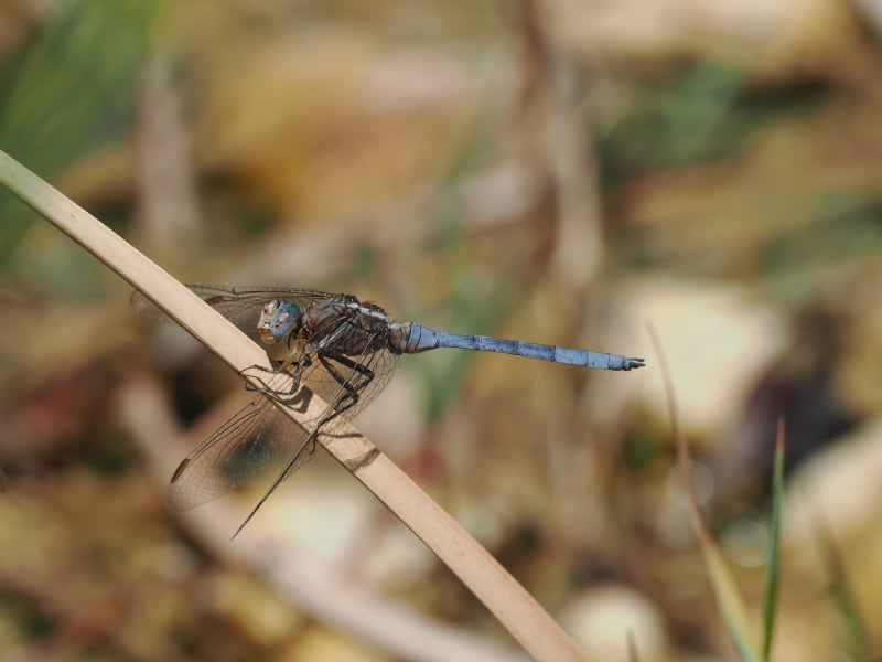Image from Orthetrum chrysostigma album