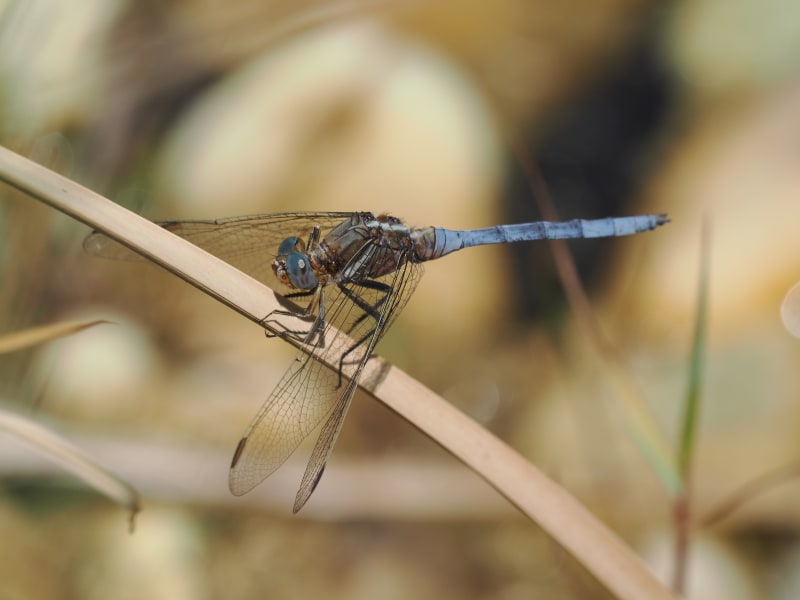 Image from Orthetrum chrysostigma album