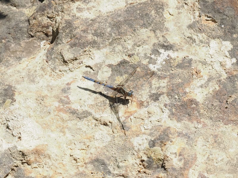 Image from Orthetrum chrysostigma album