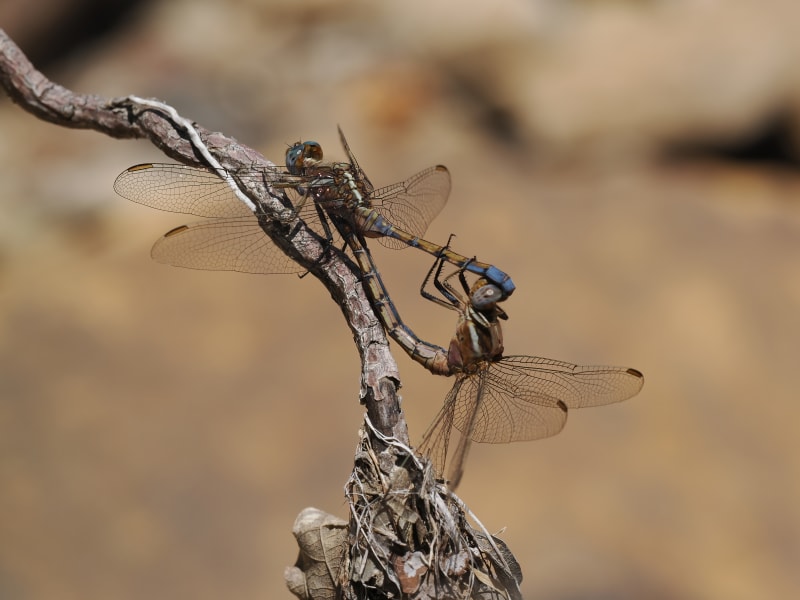 Image from Orthetrum chrysostigma album
