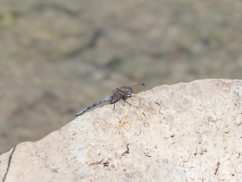 Image from Orthetrum chrysostigma album