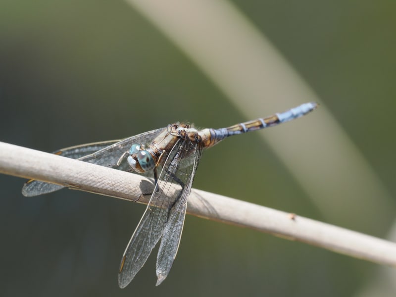 Image from Orthetrum chrysostigma album