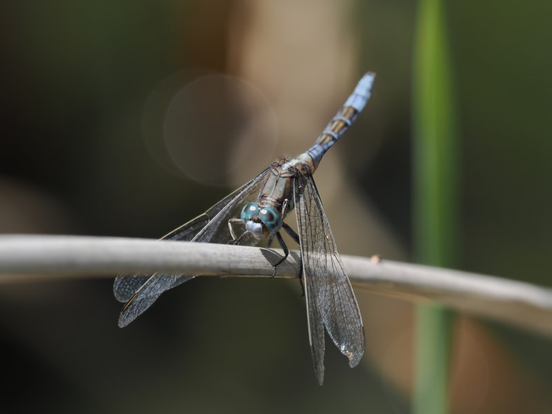 Image from Orthetrum chrysostigma album