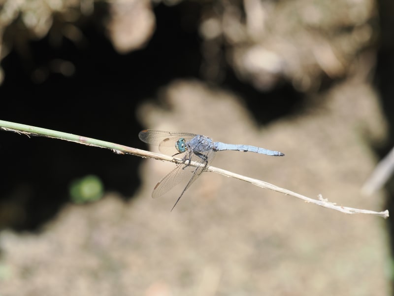 Image from Orthetrum coerulescens album