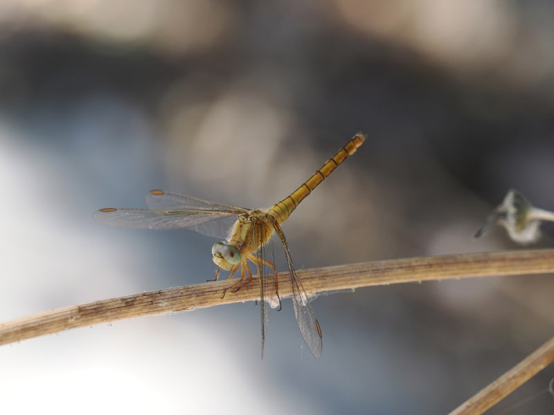 Image from Orthetrum coerulescens album