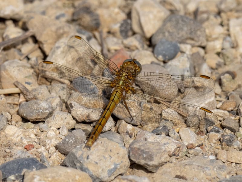 Image from Orthetrum coerulescens album