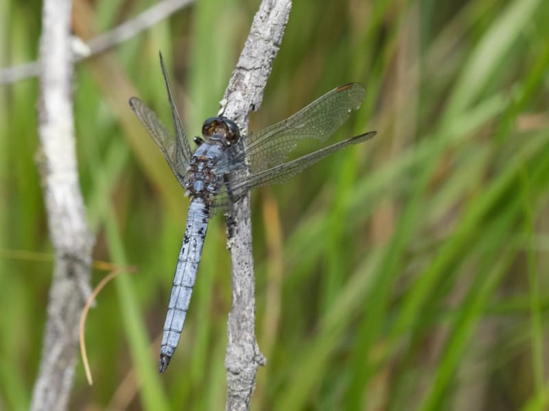 Image from Orthetrum coerulescens album