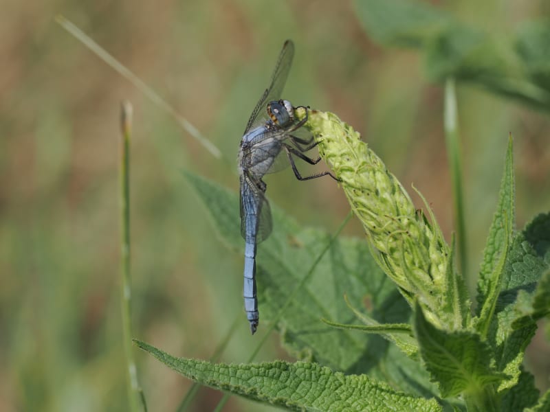 Image from Orthetrum coerulescens album