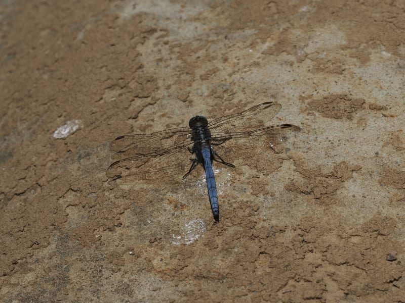 Image from Orthetrum coerulescens album