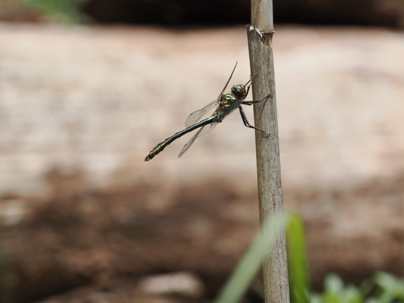 Image from Oxygastra curtisii album