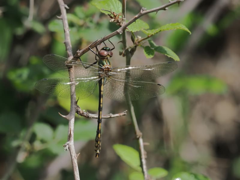 Image from Oxygastra curtisii album