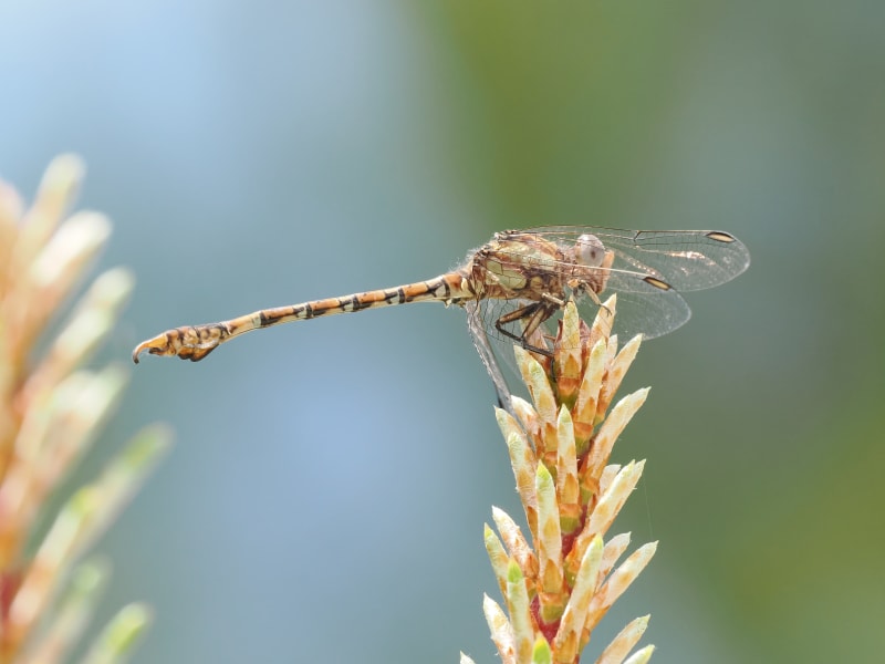 Image from Paragomphus genei album