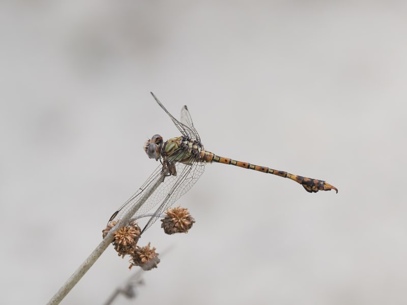 Image from Paragomphus genei album