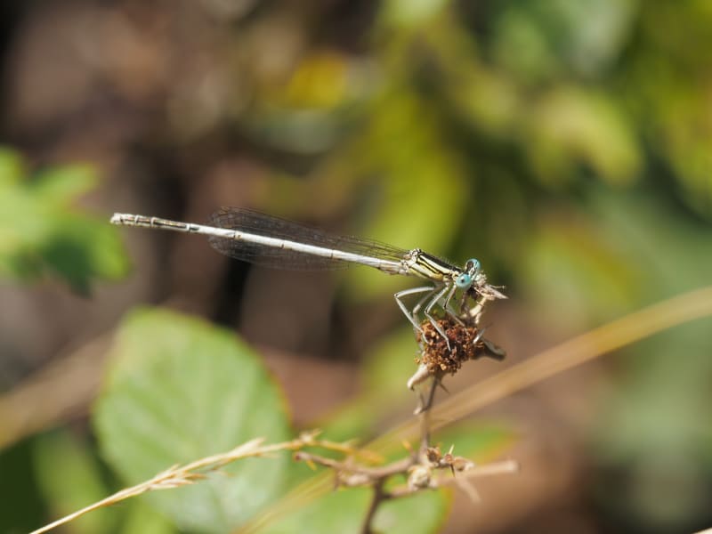 Image from Platycnemis latipes album