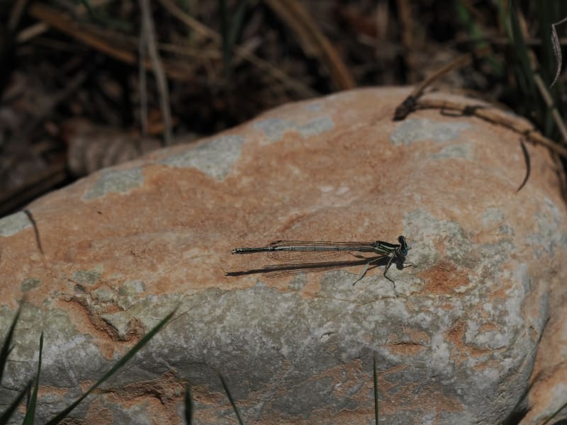 Image from Platycnemis latipes album