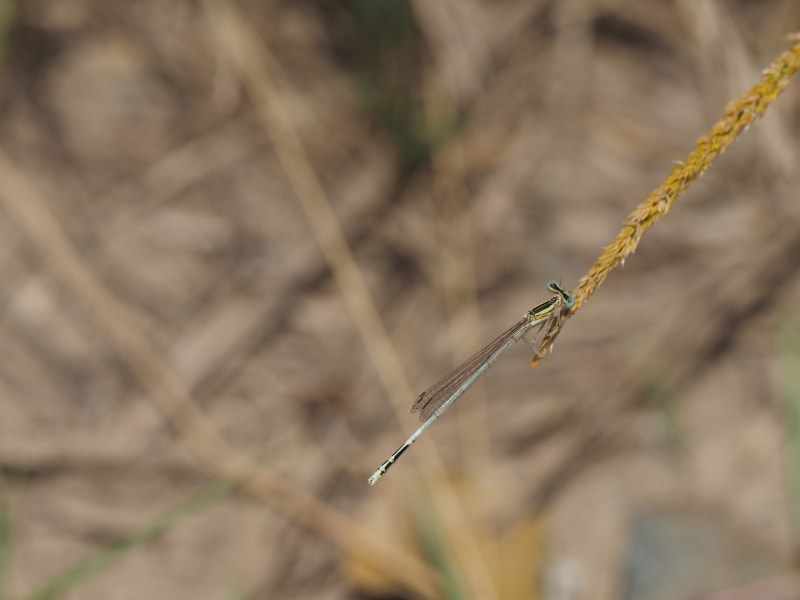 Platycnemis latipes