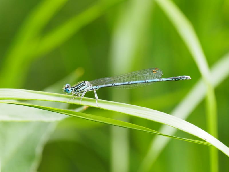 Image from Platycnemis pennipes album