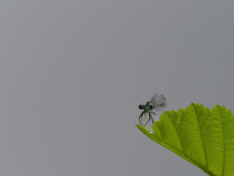 Image from Platycnemis pennipes album