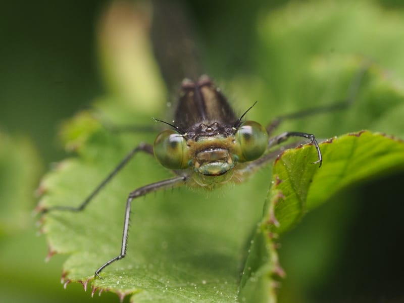 Image from Pyrrhosoma nymphula album
