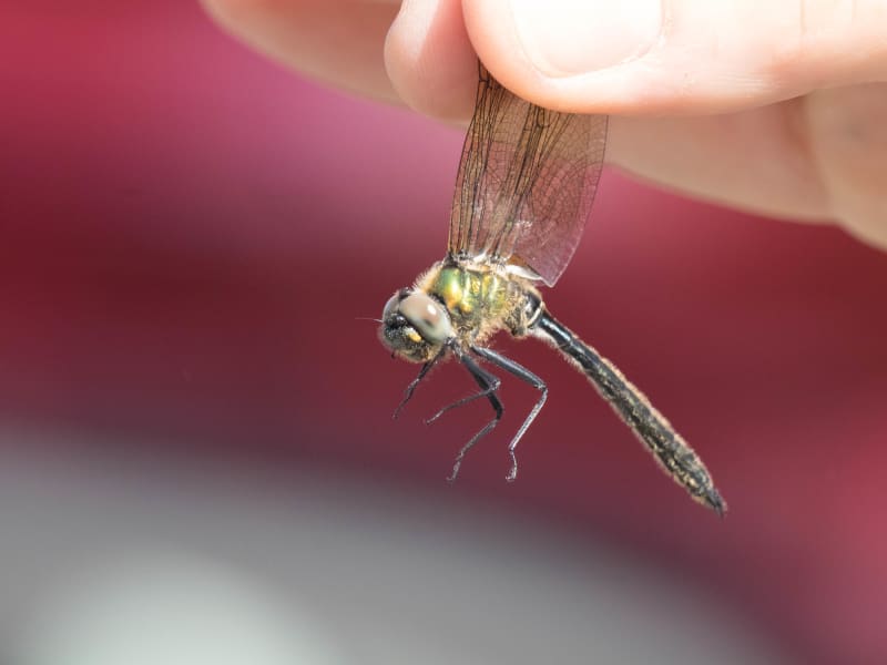 Image from Somatochlora alpestris album