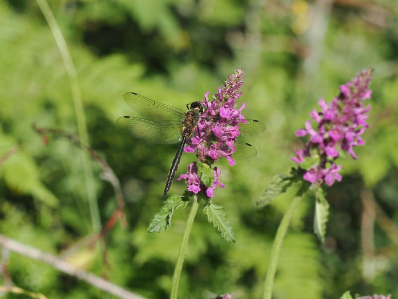 Somatochlora flavomaculata