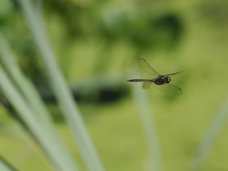 Somatochlora flavomaculata