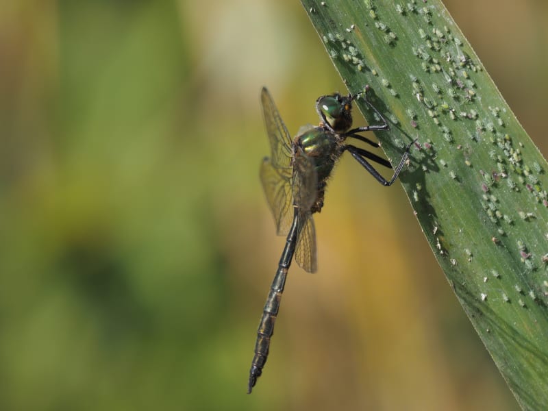 Image from Somatochlora flavomaculata album