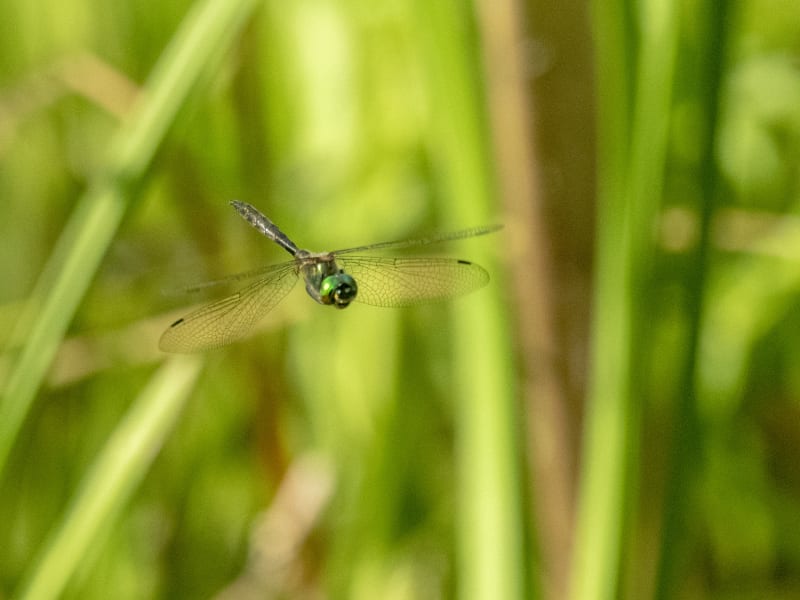 Image from Somatochlora flavomaculata album