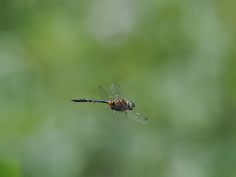 Image from Somatochlora flavomaculata album