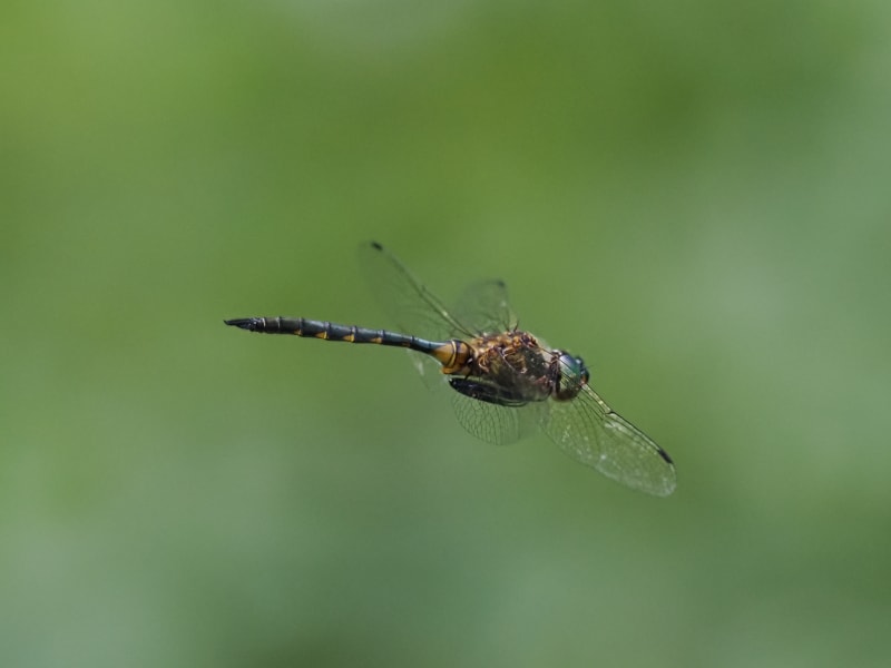 Image from Somatochlora flavomaculata album