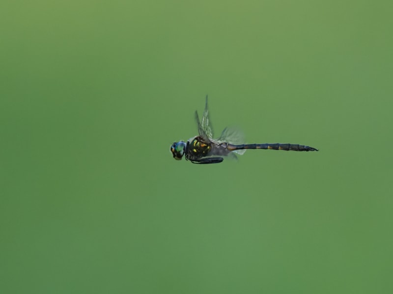 Image from Somatochlora flavomaculata album