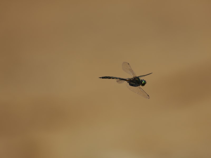 Image from Somatochlora flavomaculata album