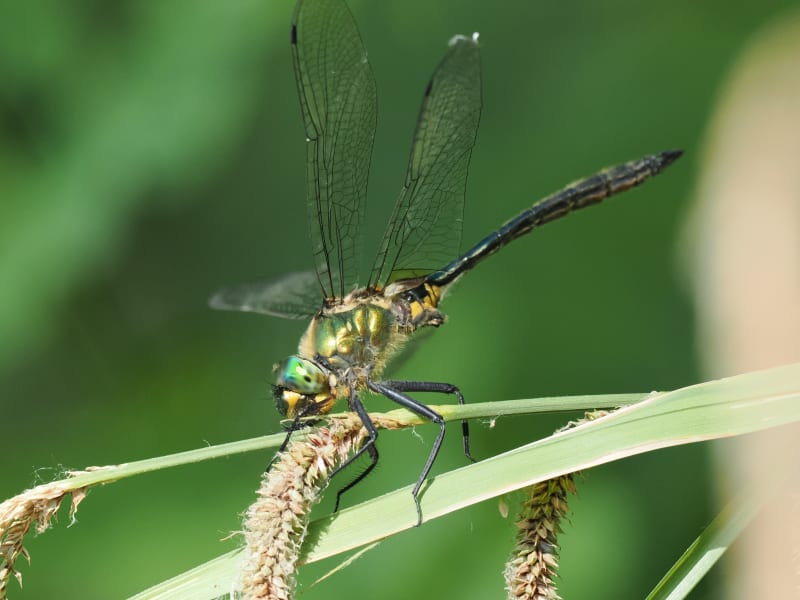 Image from Somatochlora meridionalis album