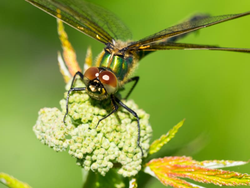 Image from Somatochlora metallica album